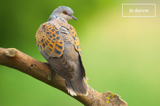 Tourterelle des bois posée sur une branche