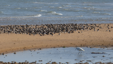 Limicoles en reposoirs à la réserve naturelle de Moëze-Oléron