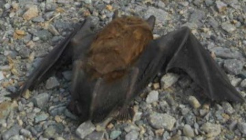 Éolien : Limiter une mortalité trop importante des chauves-souris