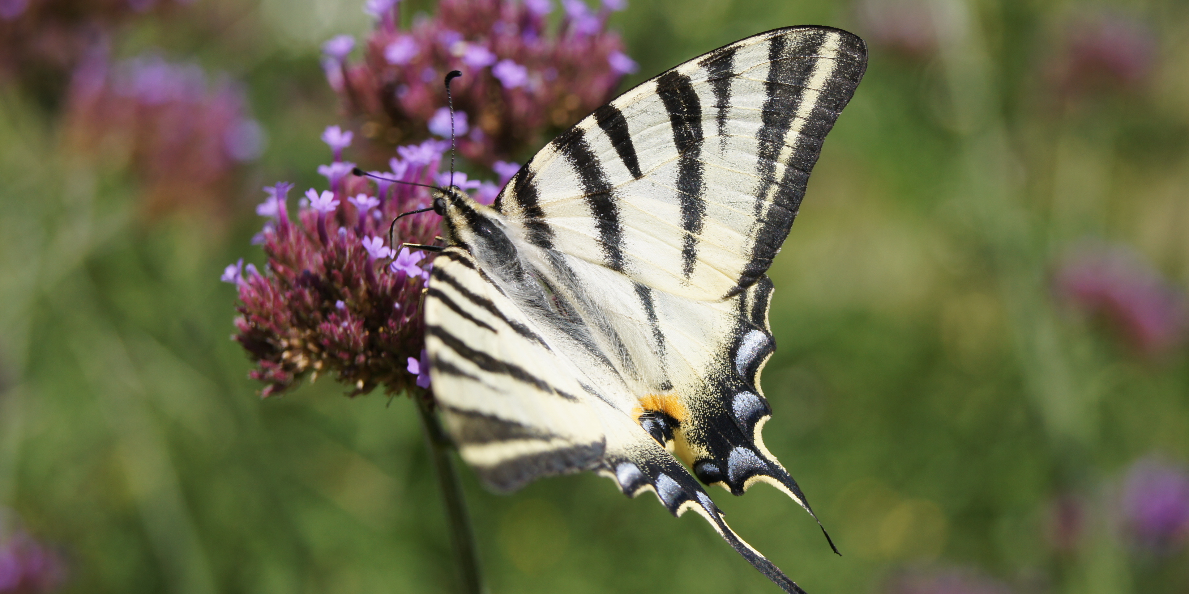 Un papillon Flambé