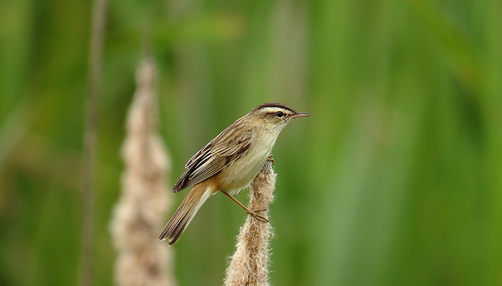 Balade : Retour des migrateurs sur le marais