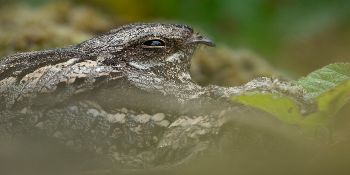 Le caméléon à plumes