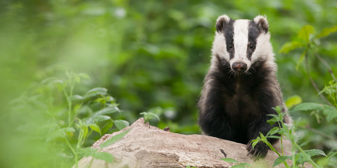 Déterrage de blaireaux : 5 associations saisissent à nouveau la justice