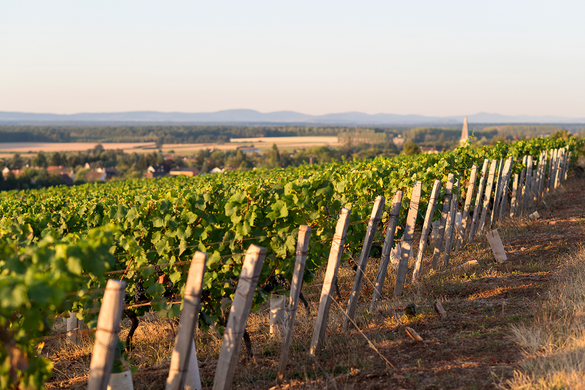 Soirée de restitution du diagnostic biodiversité réalisé pour les Vignerons de Buxy