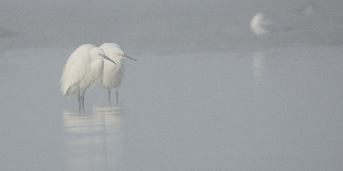 A la découverte des oiseaux d'eau