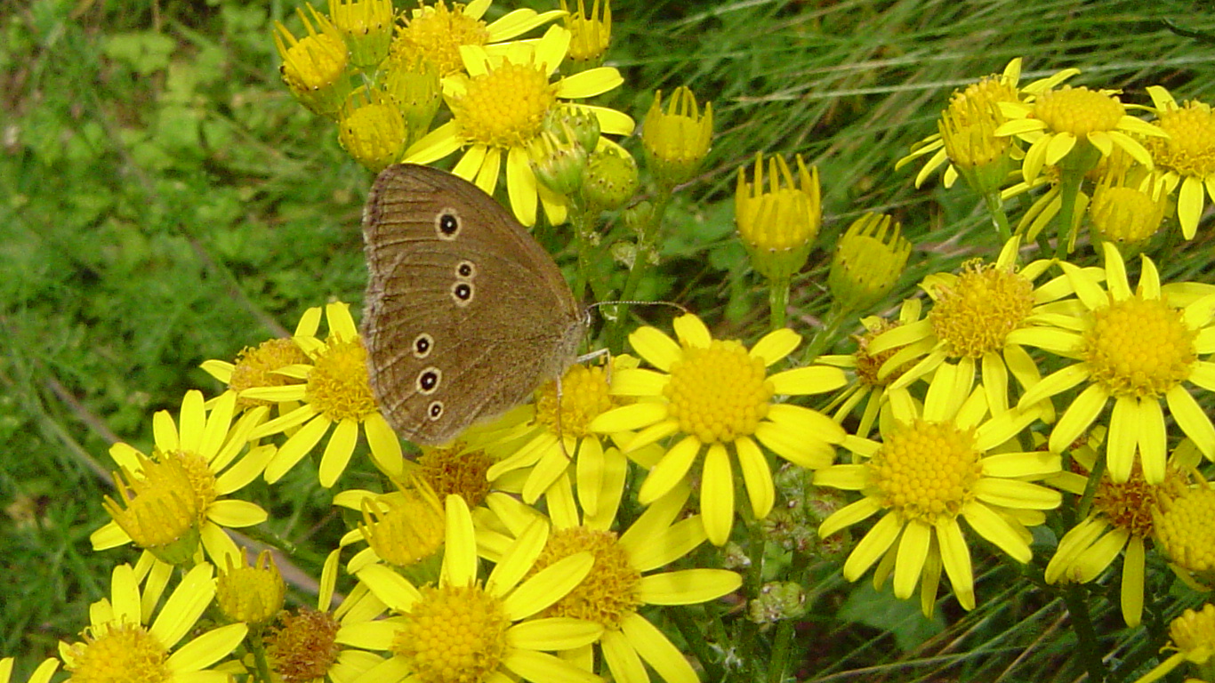 Les papillons de l'été