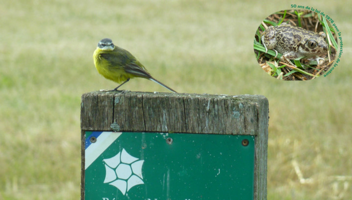 Printemps des réserves naturelles, rendez-vous à Moëze-Oléron