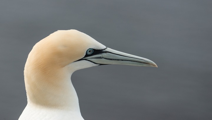 Oiseaux plombés : la LPO Bretagne se mobilise