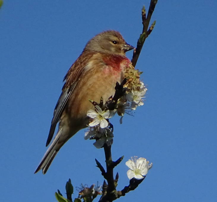 Linotte mélodieuse
