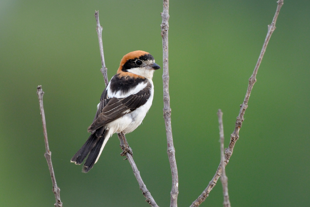 Pie-grièche à tête rousse posée sur une branche