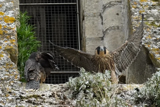 Sauvetage d’un faucon pèlerin à Bayeux