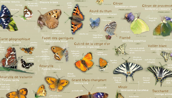 extrait du poster "Papillons de jour en Occitanie"