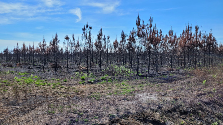 Incendie et faune sauvage : les bons gestes à adopter