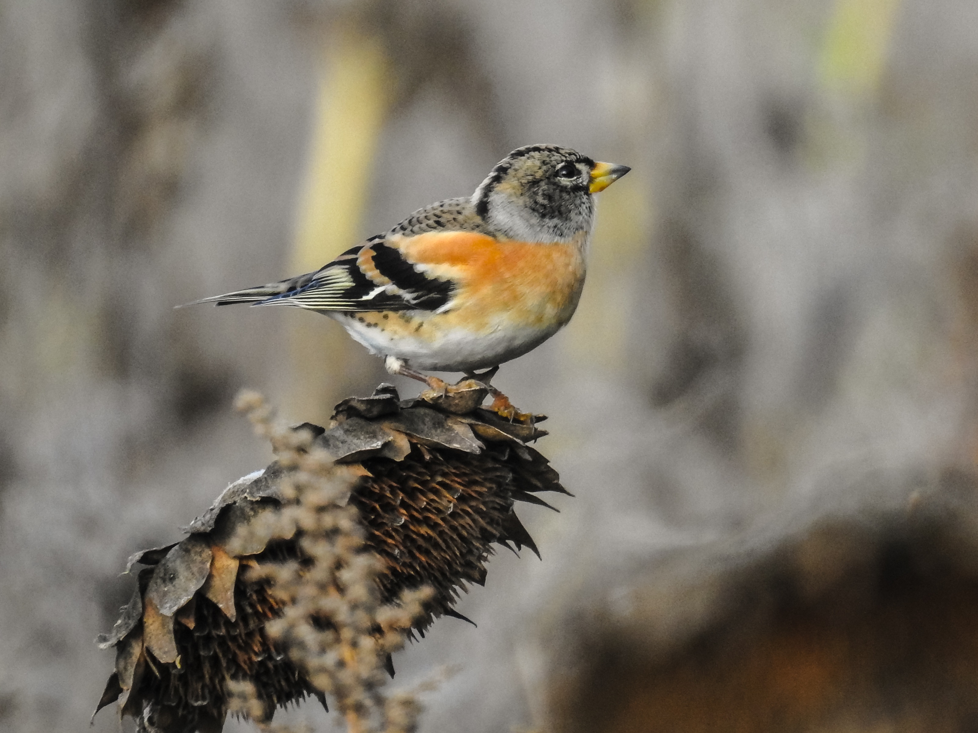 Pinson du nord (Fringilla montifringilla)