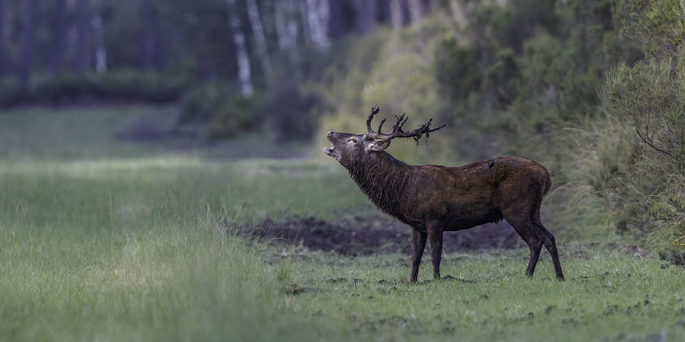 Cerf élaphe © Alain Lorieux