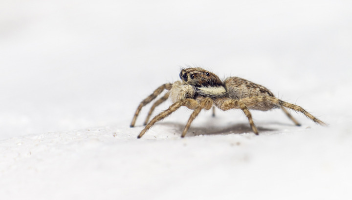 Jumping spider / Crédit photo : Erik_Karits (Pixabay)