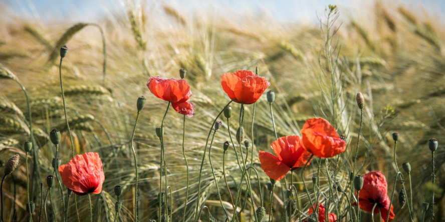 L’agriculture et l’écologie sont condamnées à réussir ensemble