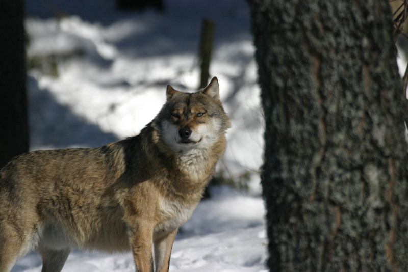 Histoire et Conte - A Pas  de Loup 🐺! • Ville de Bourdon