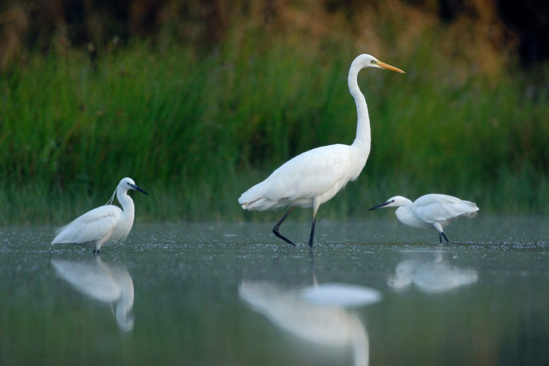 grand aigrette entourée de deux aigrettes garzette