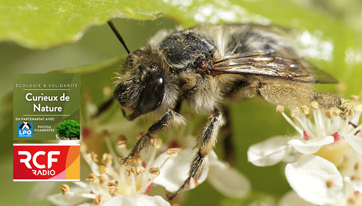 En réécoute : Pourquoi protéger la nature ?