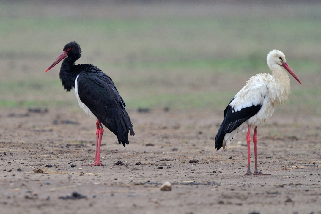 Cigogne noire et Cigogne blanche, crédit photo : Antoine Joris