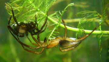 Femelle et mâle Argyronète aquatique