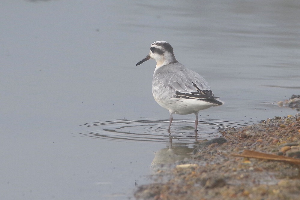 Phalarope à bec large