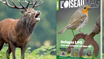 L’OISEAU MAGAZINE n°142 : Parution mi-avril