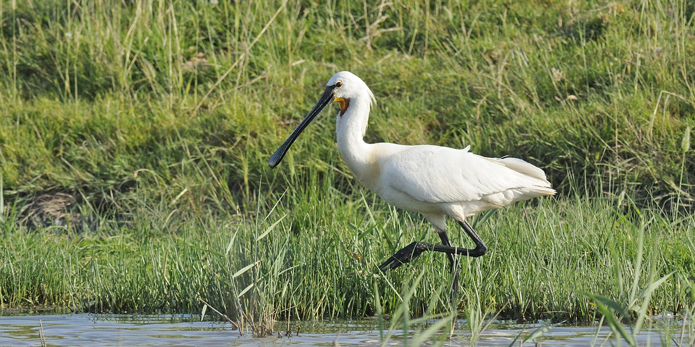 La spatule blanche fait son nid en Touraine