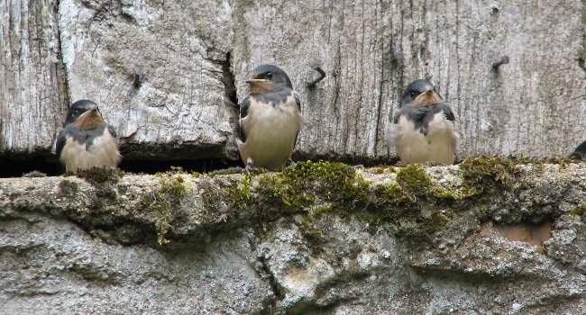 Comment réaliser des travaux sans mettre en danger les espèces du bâti ?