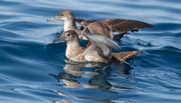La LPO se mobilise pour sauver les puffins méditerranéens