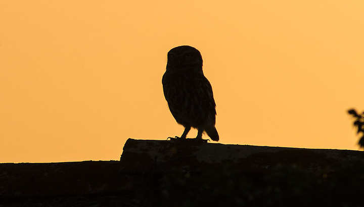 Les habitants de la nuit