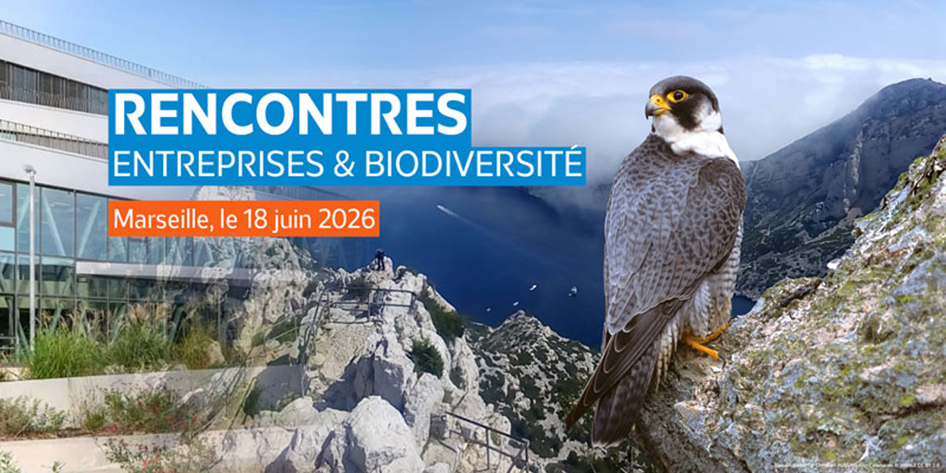 Faucon pèlerin - André SIMON et Calanques - Virgile CC BY 2.0