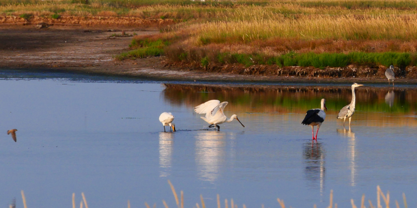 Cigogne blanche et autres échassiers, symboles du marais©RNNMO-LPO