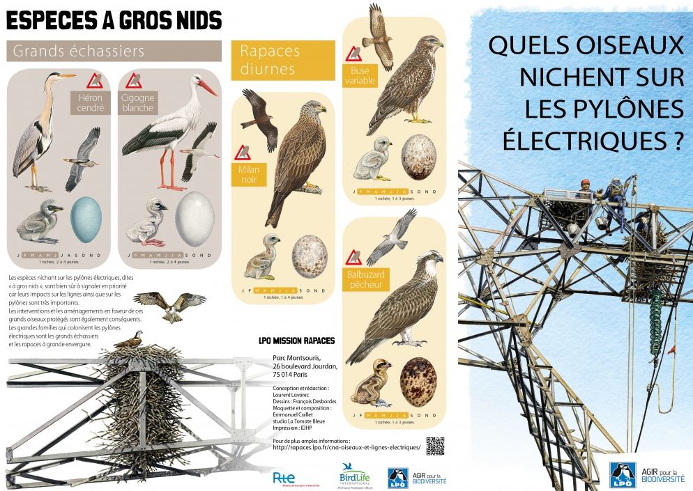 Quels oiseaux nichent sur les pylônes électriques ?