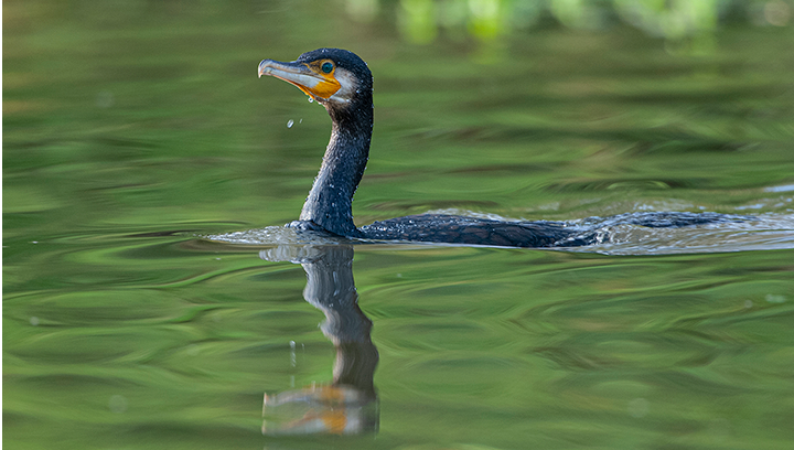 Les oiseaux hivernants