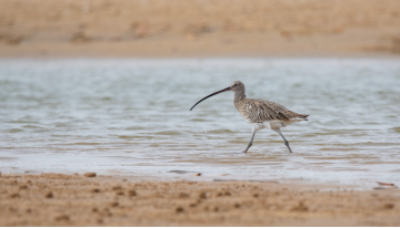 Synthèse du comptage Wetlands en Nouvelle-Aquitaine