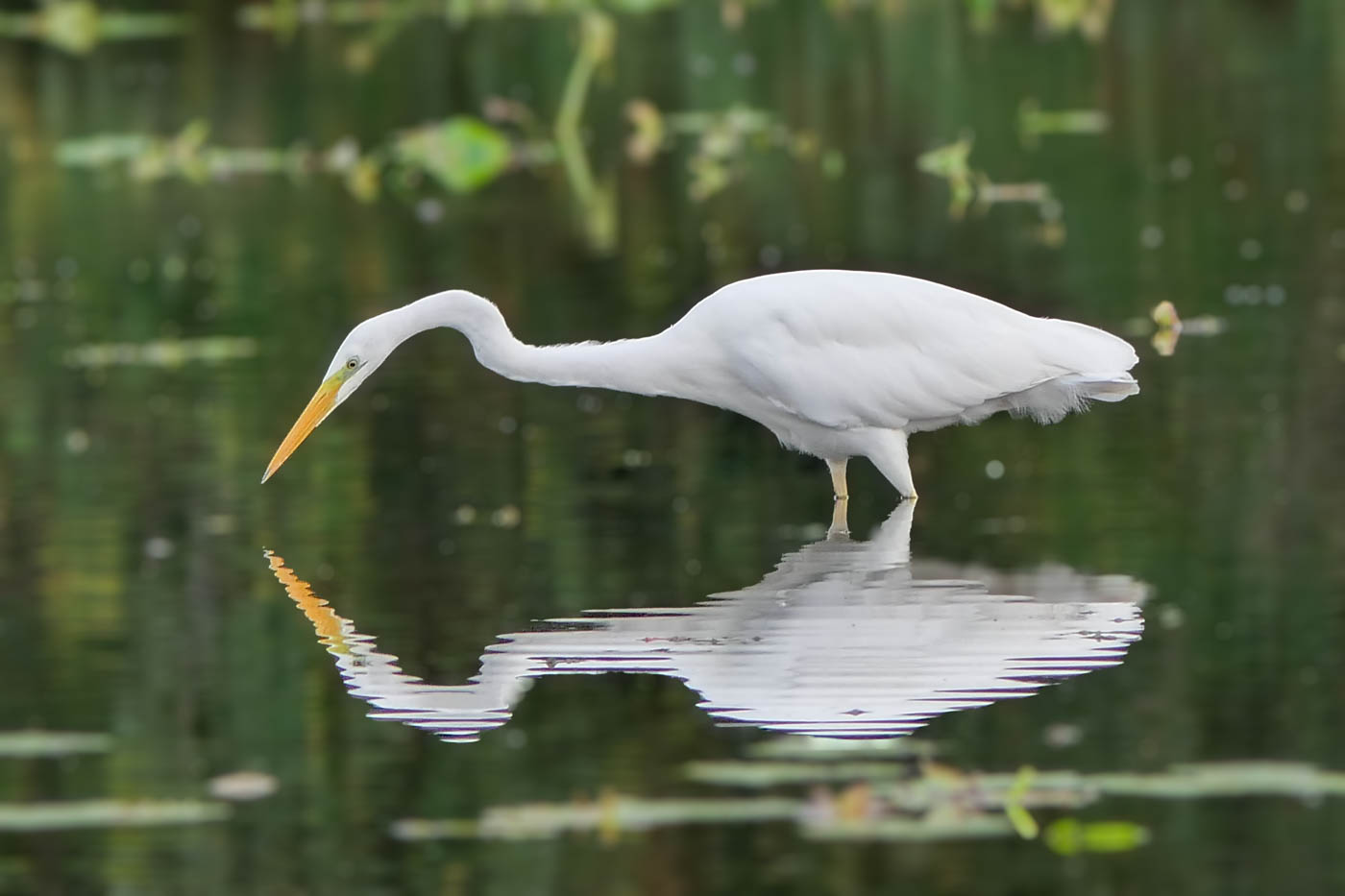 Aigrette garzette (Egretta garzetta)