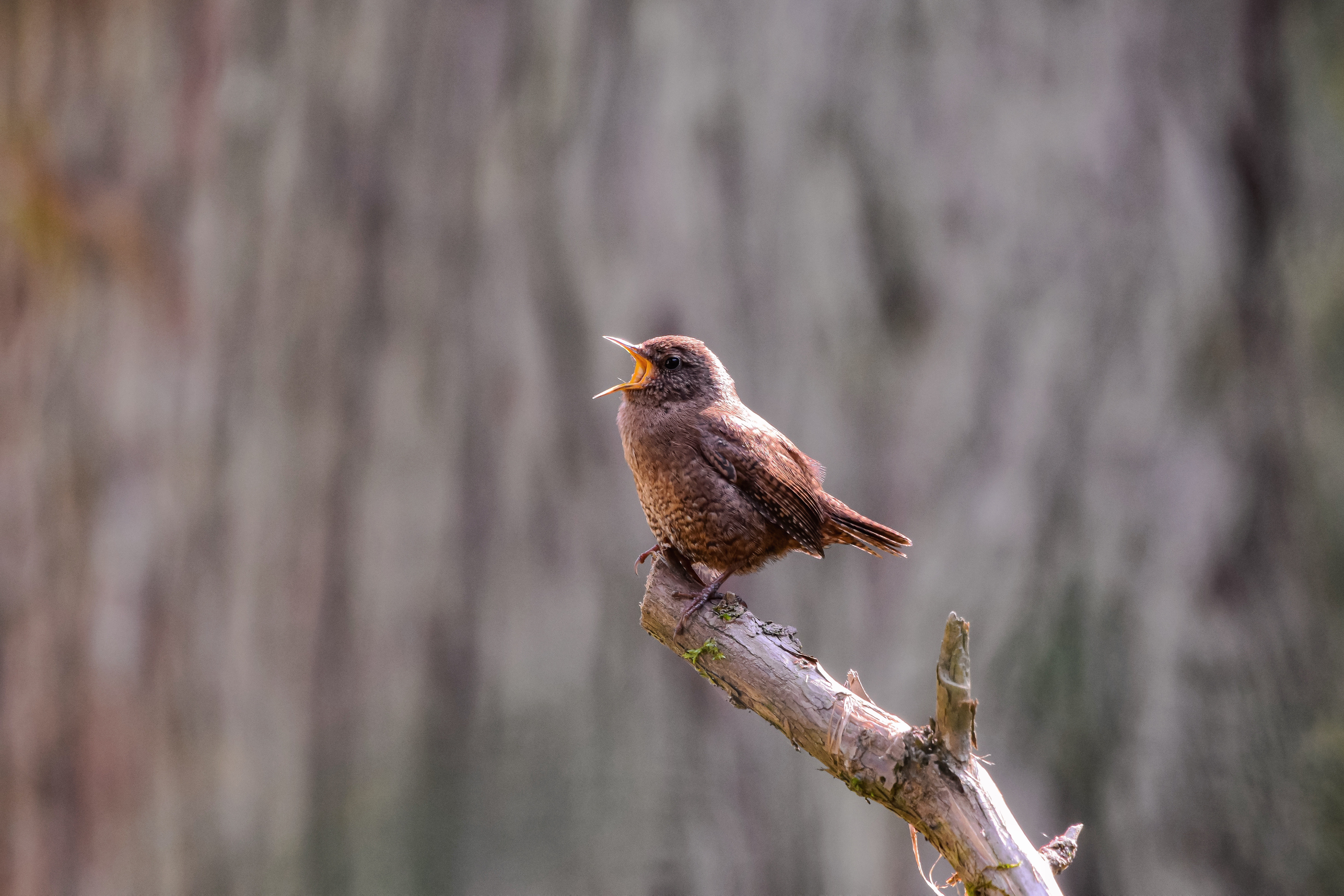 Troglodyte mignon (Troglodytes troglodytes) © Pixabay