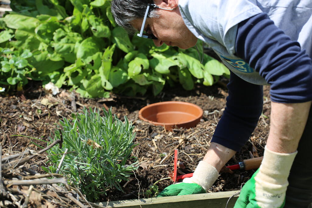 Plantation carre potager, Nicolas Macaire