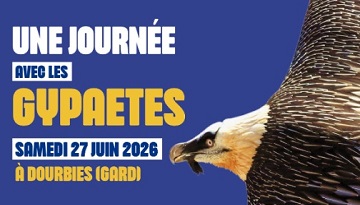 Une journée avec les gypaètes