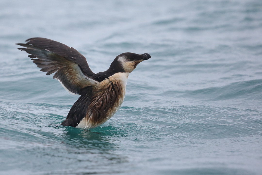Oiseau mazouté