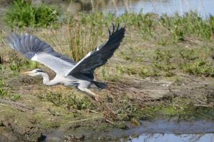 Héron cendré @Gérald