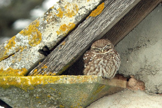 Chevêchette adulte - © R. Riols