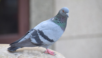 Pigeon de ville (Columba livia domestica)