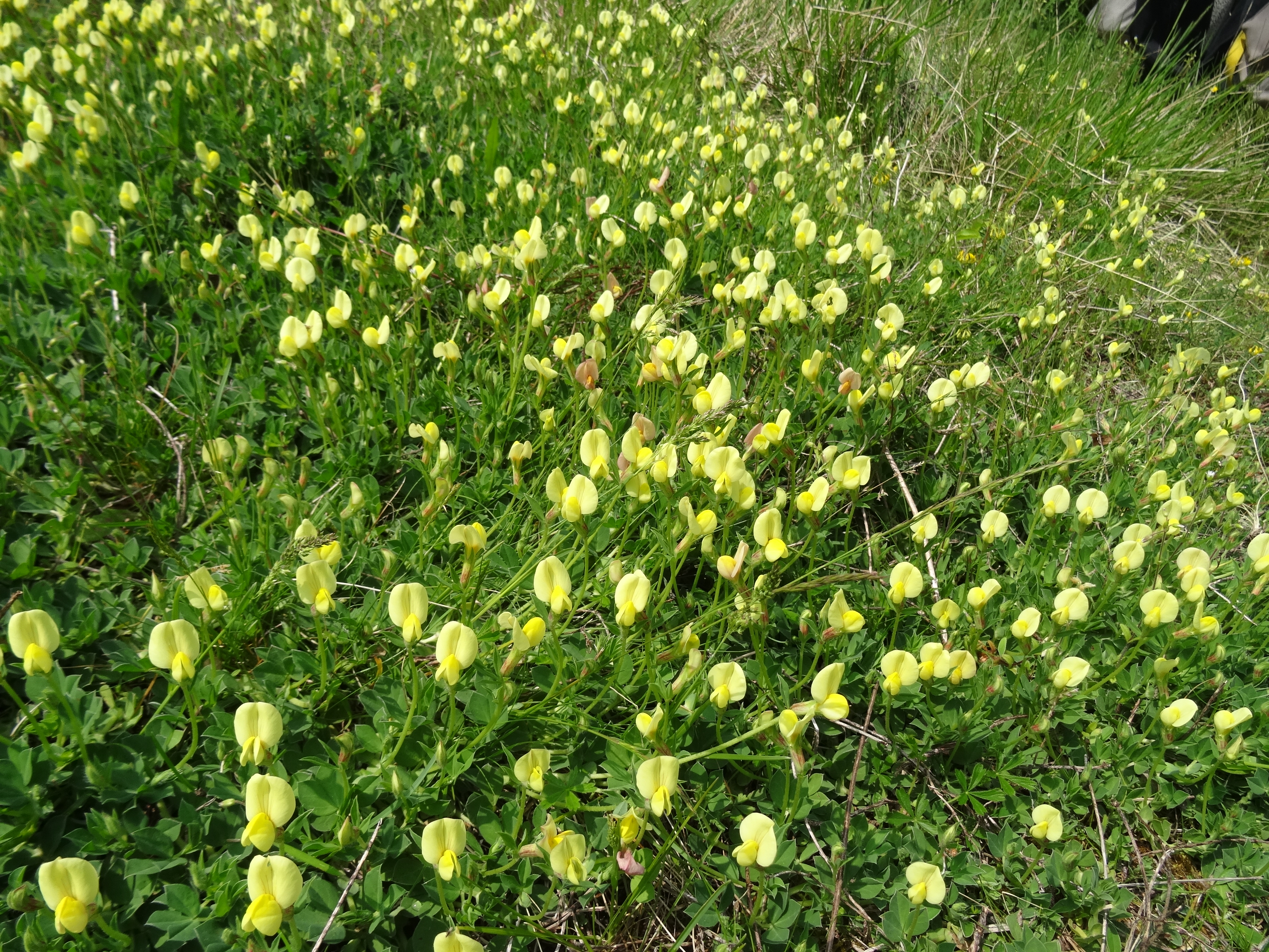 Et si on parlait biodiversité à Pont Ste Maxence (60)