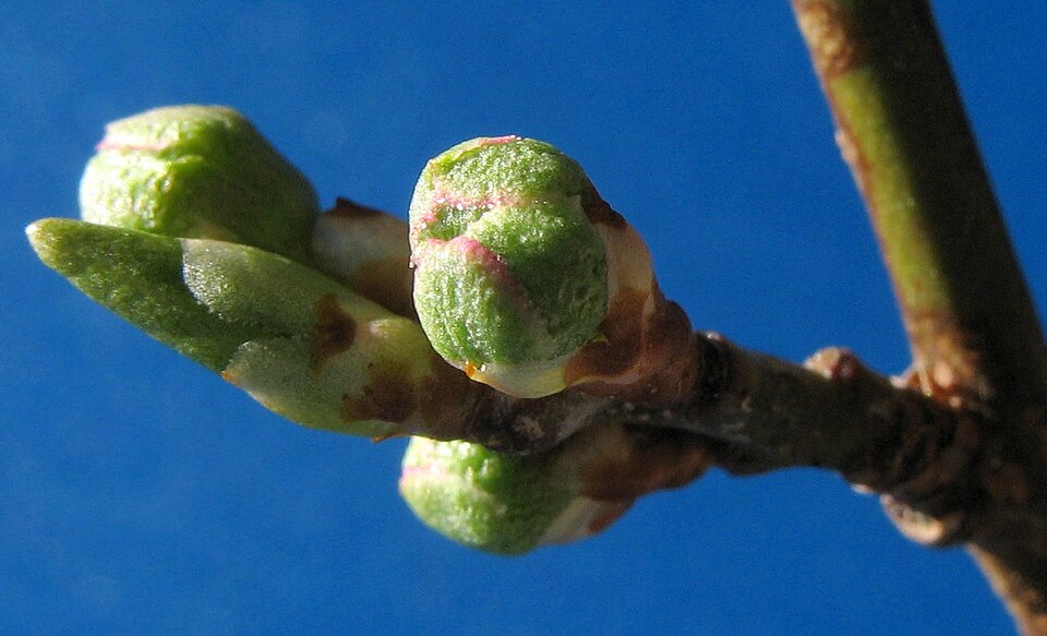 Ecorces et bourgeons