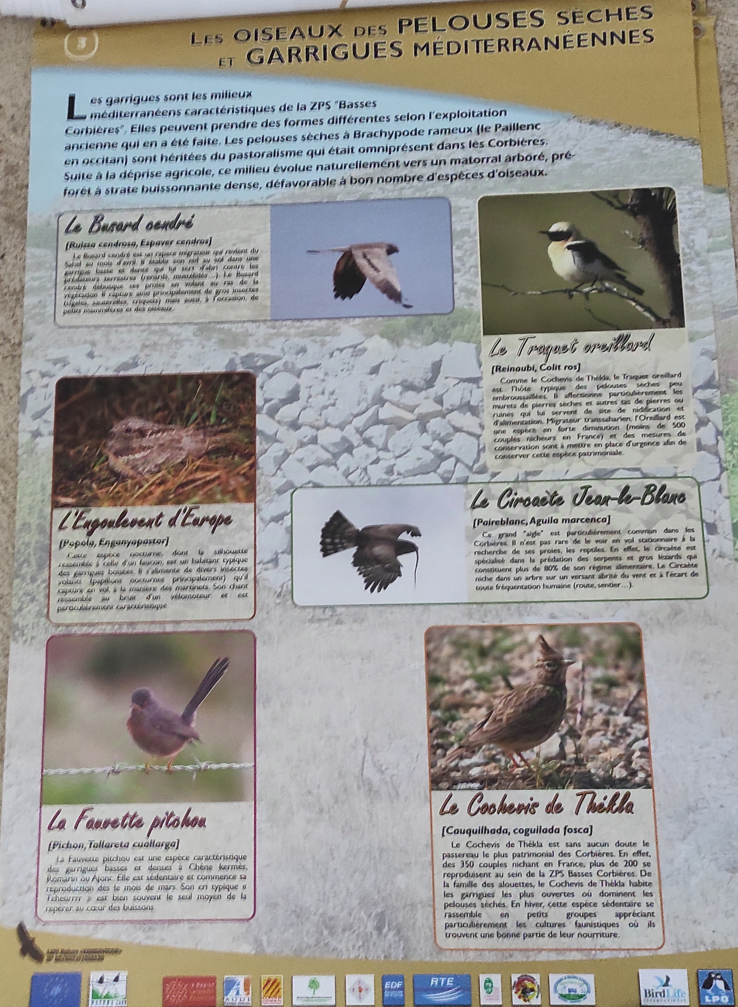 Conservation des oiseaux des garrigues