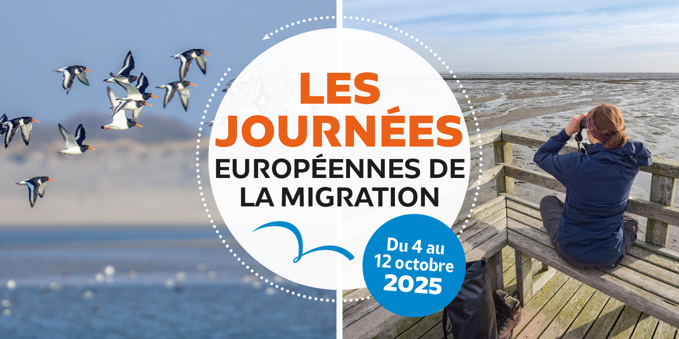 Début octobre, laissez-vous porter par un phénomène extraordinaire : la migration