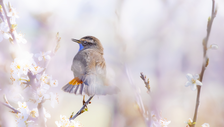 Concours « Les oiseaux migrateurs en Charente-Maritime » : découvrez les photos lauréates !